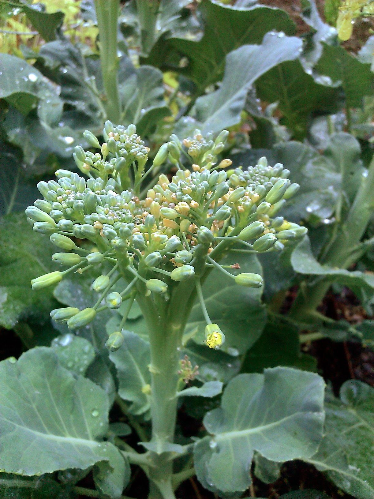 A broccoli head starting to flower